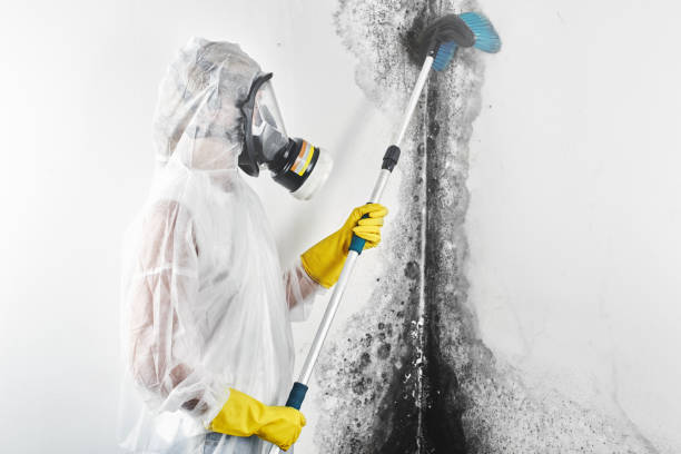 Best Mold Remediation for Healthcare Facilities  in Morningside, MD