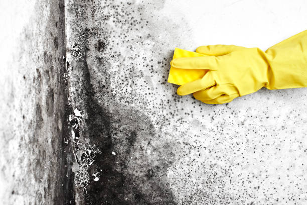 Mold Odor Removal Services in Morningside, MD